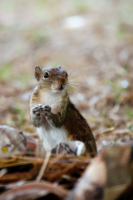 Can Squirrels Eat Chocolate (2024)