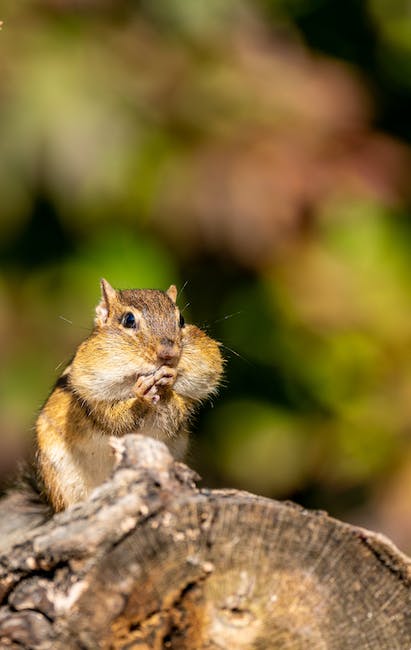 Can squirrels eat chocolate 4 wild squirrels and the unknown risk of chocolate